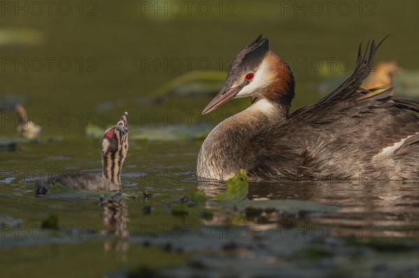 Great Crested Grebe (Podiceps scalloped ribbonfish) swims with young chicks near aquatic plants.