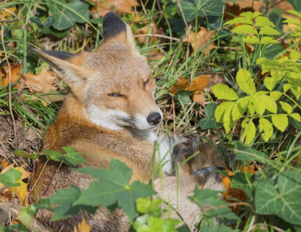 Red fox (Vulpes vulpes) lies between grass and autumn leaves and looks attentively, but relaxed,