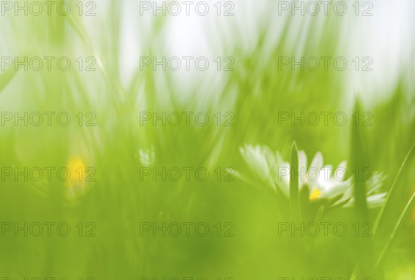 A daisy (Bellis perennis), also known as the perennial daisy or perennial daisy, the daisy of the