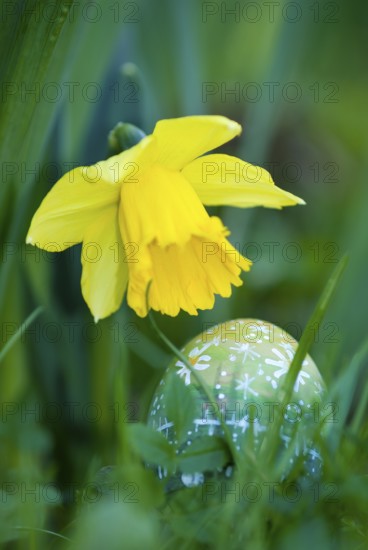 Hand-painted Easter egg with daisies or daisy blossoms lying under a yellow daffodil flower
