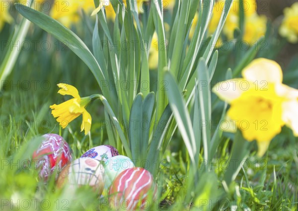 Colourful, hand-painted Easter eggs lie under yellow daffodils or daffodils (Narcissus spec.) on a
