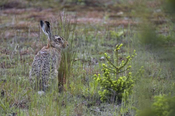 Brown hares (Lepus europaeus) like to feed on ears of grass, for which they need economically