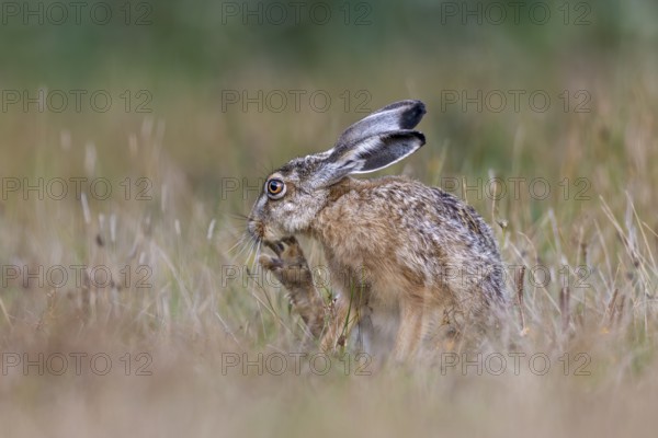 With the long claws of its hind legs, the brown hare (Lepus europaeus) reaches areas in order to