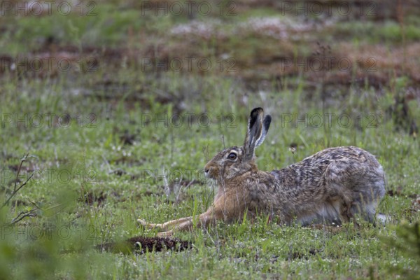 When brown hares (Lepus europaeus) finish a rest undisturbed, they usually stretch their limbs
