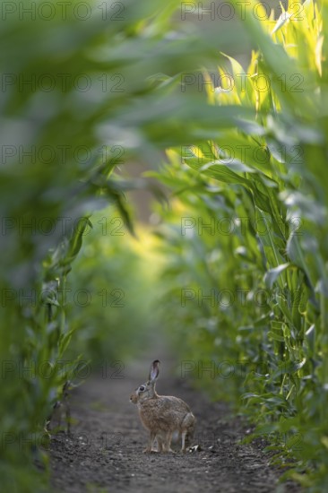 One of at least 4 different brown hares (Lepus europaeus) that regularly appear in front of my