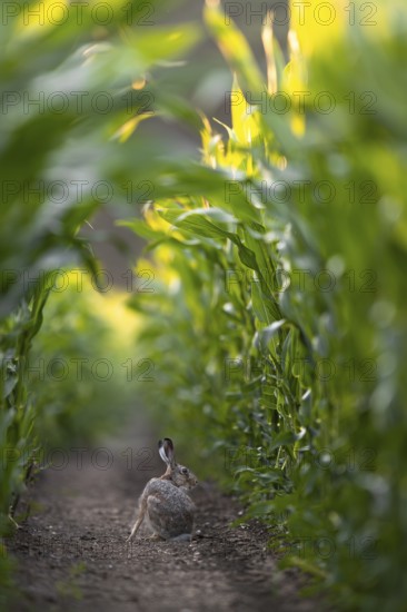 All the brown hares (Lepus europaeus) observed in the maize field made a very relaxed impression,