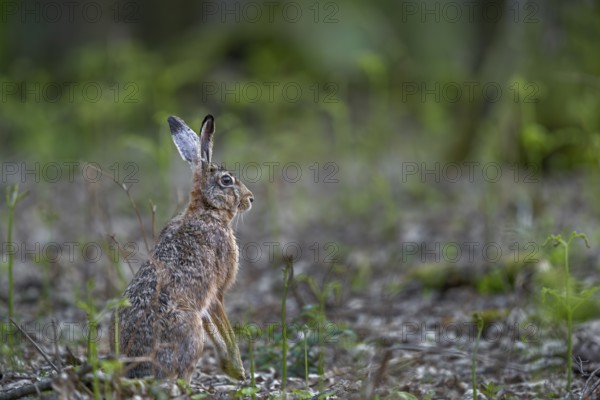 One of the rare encounters with a brown hare (Lepus europaeus) in the forest at photo distance,