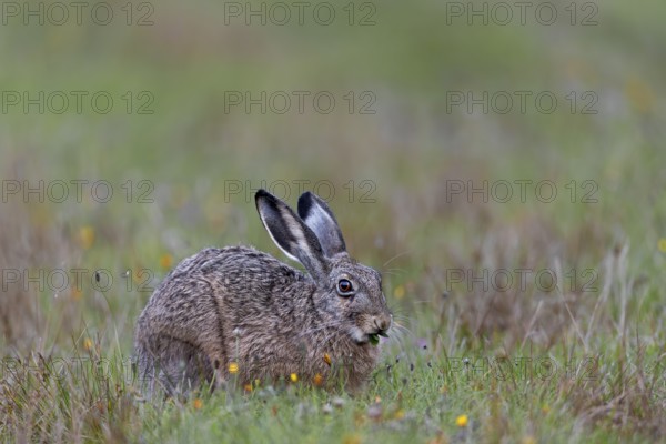 If you are photographing less shy brown hares (Lepus europaeus), you should nevertheless adopt a