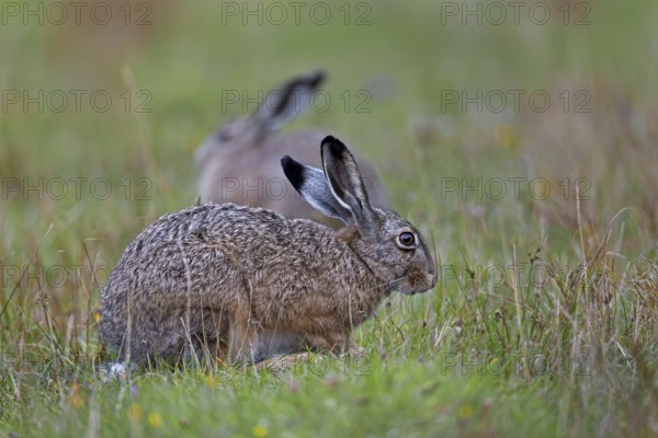 As a rule, brown hares (Lepus europaeus) keep a safe distance from conspecifics on a grazing area,