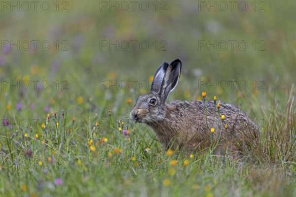 The rich food supply in wildflower meadows gives brown hares (Lepus europaeus) the opportunity to