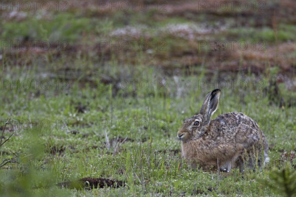 The fact that the brown hare (Lepus europaeus) takes a break right in front of me is a happy