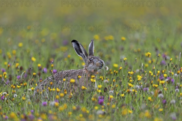 If the brown hare (Lepus europaeus) has the opportunity to choose between different plants in a