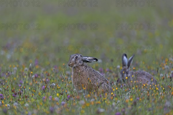 Brown hares (Lepus europaeus) regularly interrupt their feeding and when they feel undisturbed,