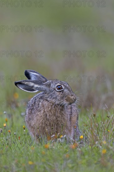 This year's brown hare (Lepus europaeus) is relaxing in front of the photographer sitting in the