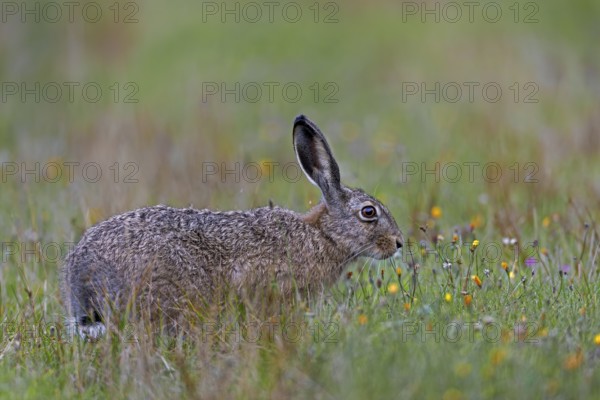 A brown hare (Lepus europaeus) searches for food in a wildflower meadow in the evening, Germany