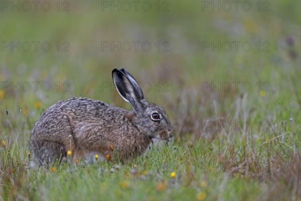 On the North Sea coast you can always find places with relatively familiar brown hares (Lepus