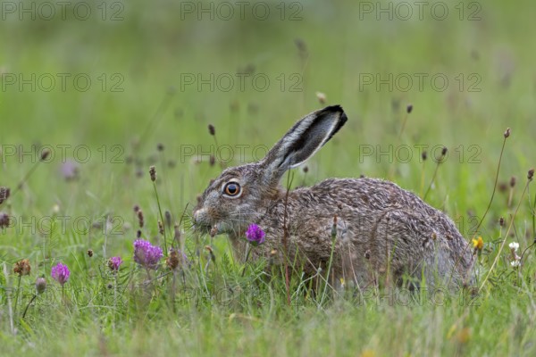 Brown hares (Lepus europaeus) find a rich food supply in wildflower meadows, Germany