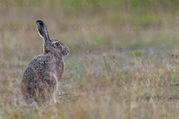 A relaxed brown hare (Lepus europaeus), Germany