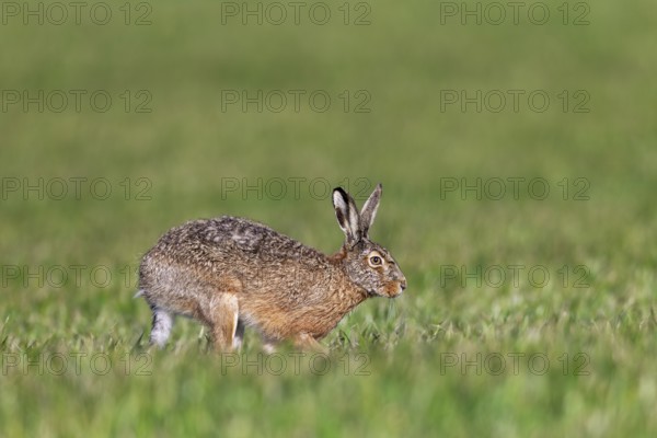 A European hare (Lepus europaeus) hops across a grain field, Germany