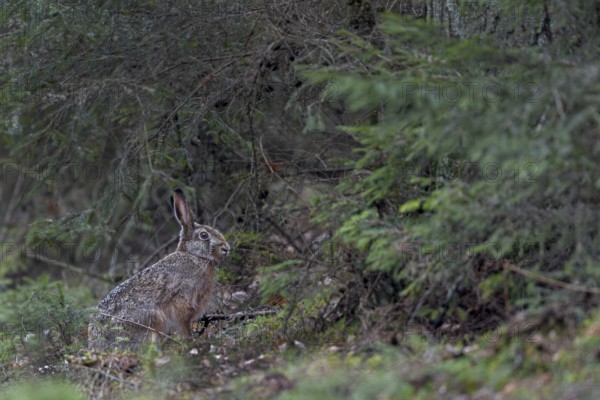 Finally a photo of a brown hare (Lepus europaeus) in the forest, so a long-awaited motif has come