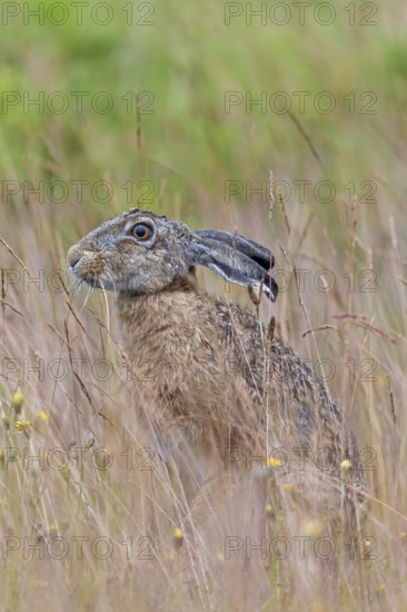 The fur of the brown hare (Lepus europaeus) resembles the colour of dried grasses and provides
