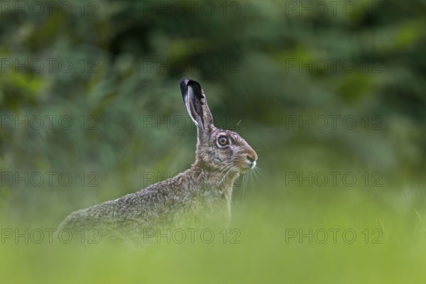 The European hare (Lepus europaeus) stretches its head suspiciously over the grass, Germany