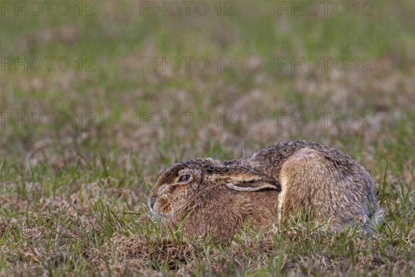 A brown hare (Lepus europaeus) resting in a meadow, Germany