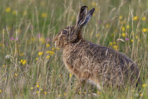 Brown hares (Lepus europaeus) feed exclusively on plant food, in summer it is grasses, various