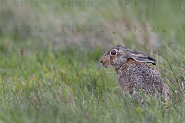 The laid-back ears signalise that the brown hare (Lepus europaeus) is about to press into the grass