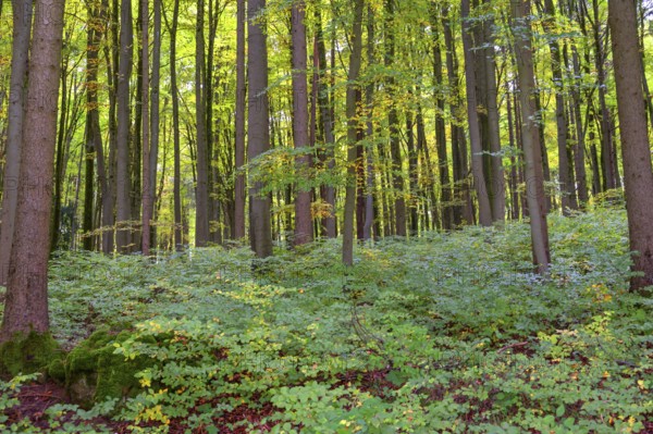Spruce forest (Picea) with forest floor vegetation, Franconia, Bavaria, Germany