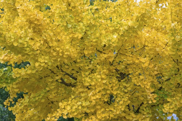 Yellow, autumn-coloured leaves from the ginkgo tree (ginkgo biloba), Franconia, Bavaria, Germany
