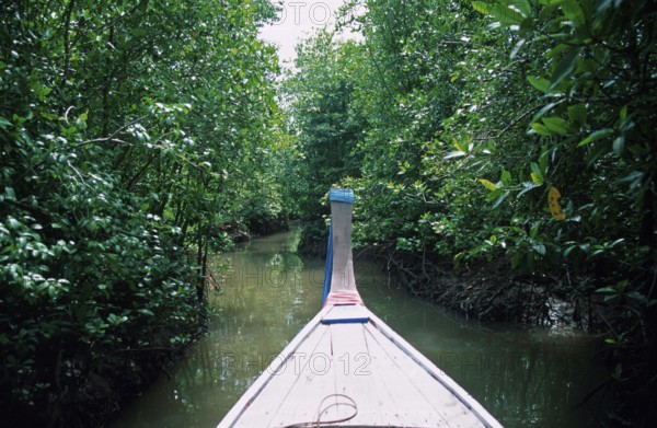Boat trip through the mangrove jungle near Krabbi, two years in front of the tsunami, Thailand,