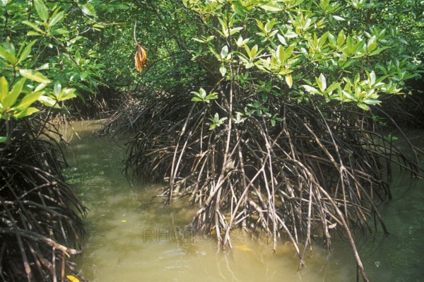 Mangrove jungle near Krabbi, two years in front of the tsunami, Thailand, December 2002, vintage,
