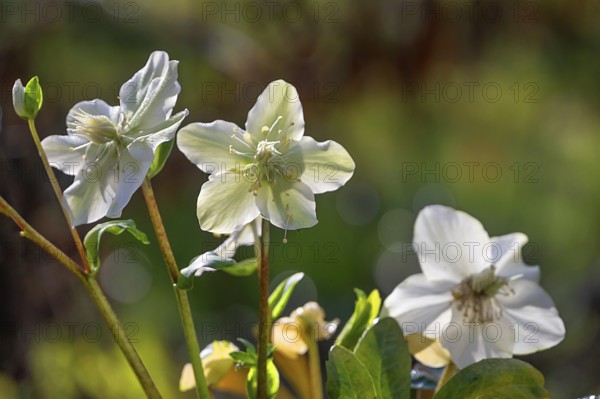 White Christmas rose blossoms, (Helleborus niger), Bavaria, Germany