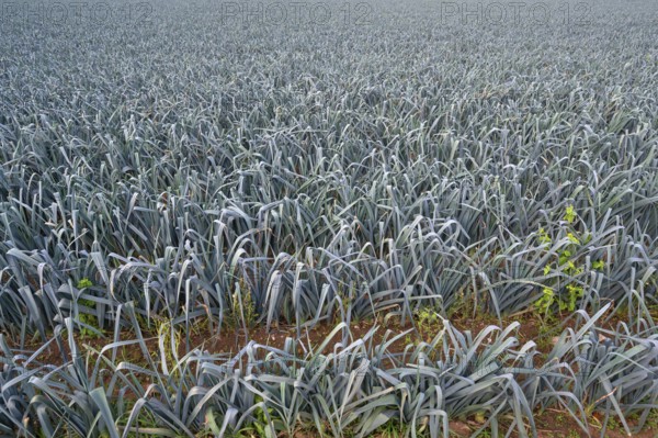 Leek cultivation (Allium ampeloprasum) in Knoblauchsland, vegetable growing area, Nuremberg, Middle