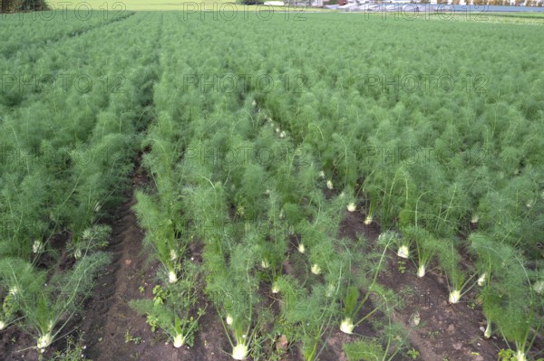 Fennel cultivation (Foeniculum vulgare) in Knoblauchsland, vegetable growing area, Nuremberg,