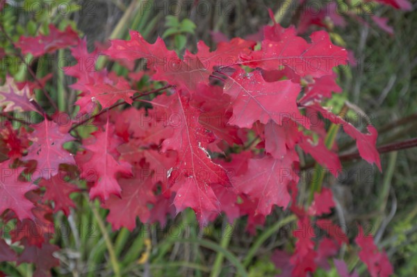 Leaves of the red oak, (Prunus domestica subsp. domestica), Bavaria, Germany