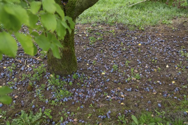 Fallen fruit, fallen plums (Prunus domestica subsp. domestica) under the tree, Kirchrüsselbach,