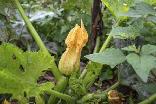 Courgette flower, (Cucurbita pepo subsp. pepo convar. giromontiina), Kichrüsselbach, Middle