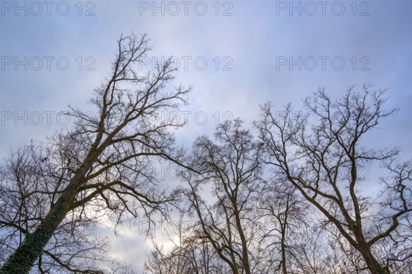 Leafless oak trees against the sky in late autumn, Bavaria, Germany