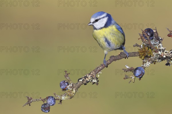 Blue tit (Parus caeruleus), sitting on a branch in a blackthorn bush, (Prunus spinosa), sloes, with