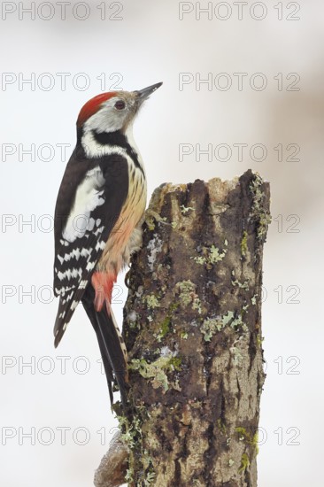 Middle spotted woodpecker (Dendrocopos medius) foraging on dead wood of an oak (Quercus),