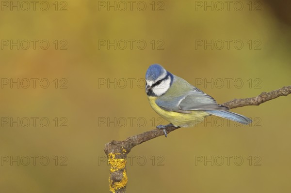 Blue tit (Parus caeruleus), sitting on a branch, Wilnsdorf, North Rhine-Westphalia, Germany
