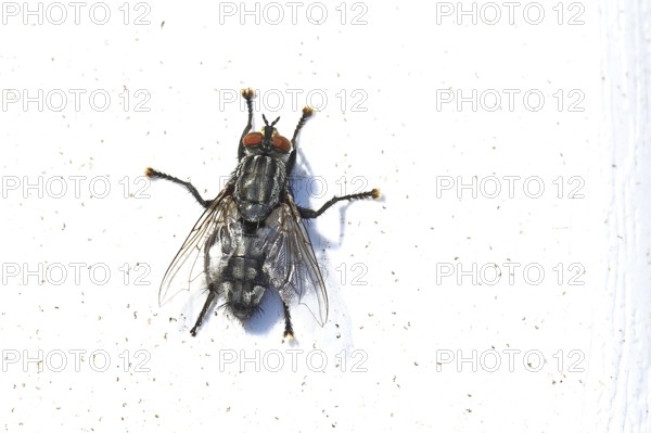 Sarcophaga carnaria (Sarcophaga carnaria), on a park bench, Wilnsdorf, North Rhine-Westphalia,