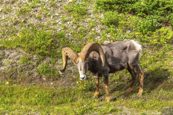 Bighorn sheep with large curved horns grazes peacefully in the lush green meadows near maligne lake