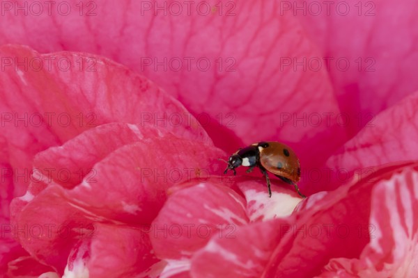 Seven-spot ladybird or ladybug (Coccinella septempunctata) adult beetle on a garden Camellia flower