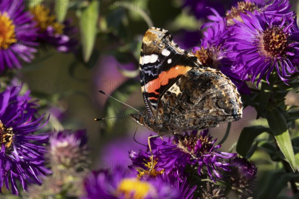 Red admiral butterfly (Vanessa atalanta) adult insect feeding on a garden purple Aster flower in