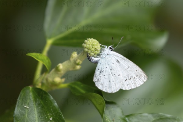 Holly blue butterfly (Celastrina argiolus) adult female insect egg laying on a garden Ivy (Hedera