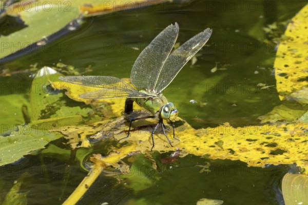 Emperor dragonfly (Anax imperator) adult female insect egg laying or ovipositing on the water