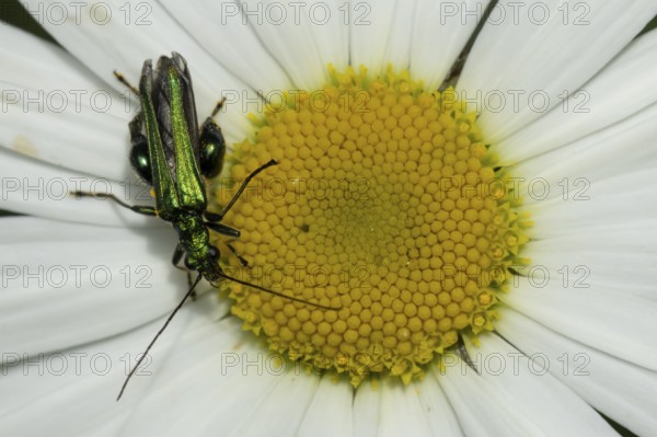 Thick-legged flower beetle (Oedemera nobilis) adult insect feeding on an Oxeye daisy flower in